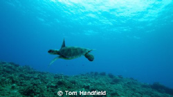 Happy Turtle West Ohau by Tom Handfield 